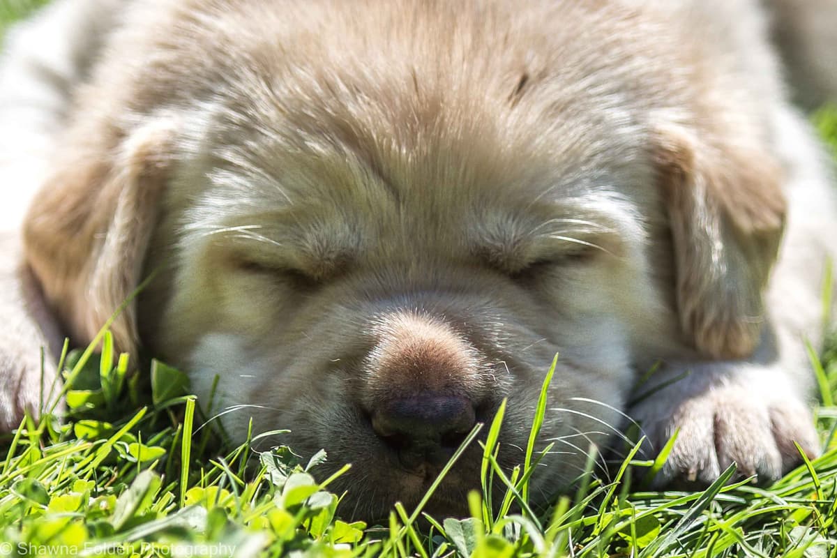 Labrador Retriever Puppies breeder image 10