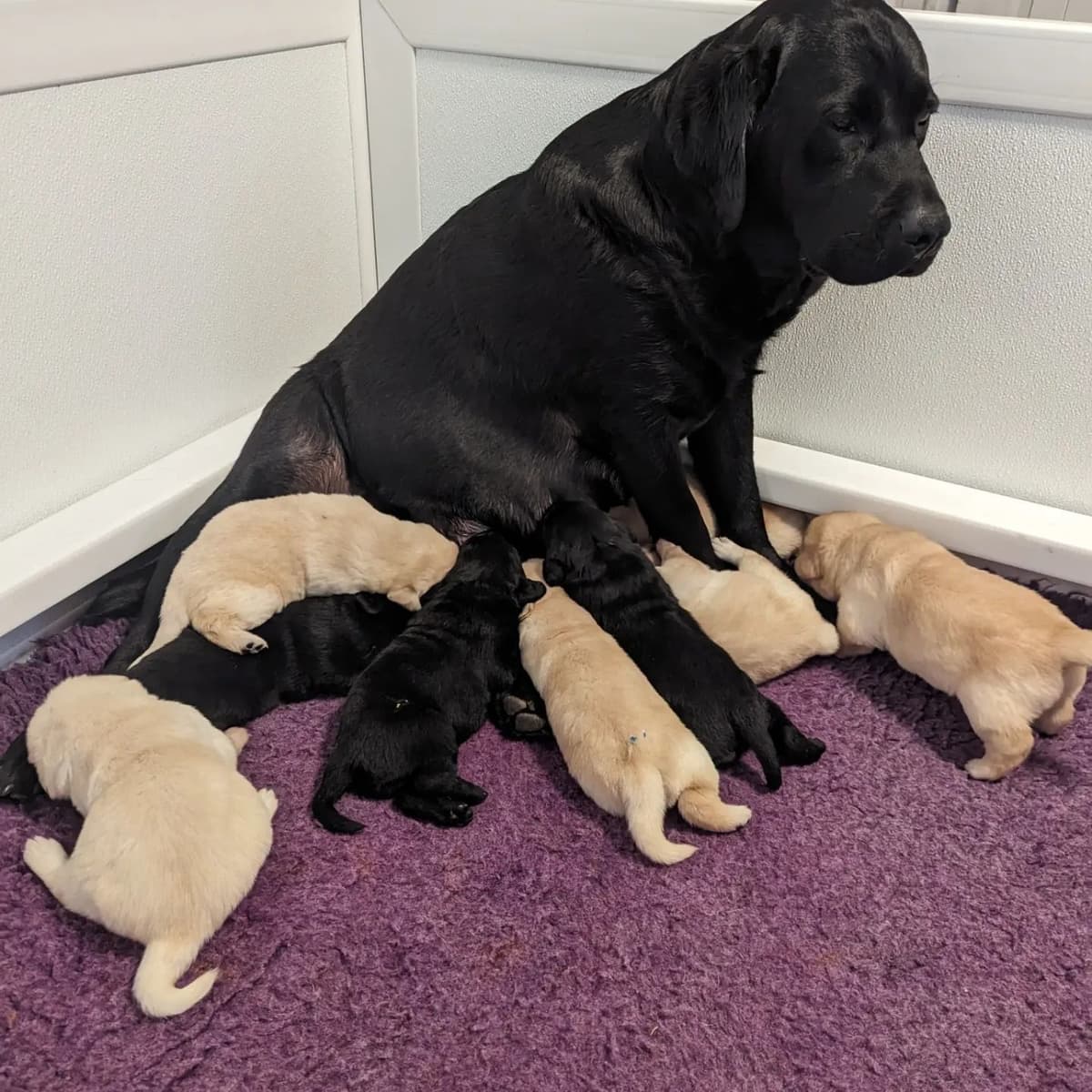Labrador Retriever Puppies breeder image 13