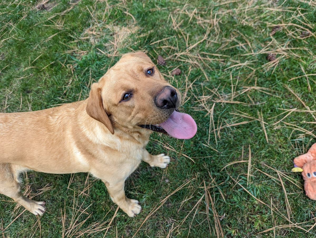 Labrador Retriever Puppies breeder image 15
