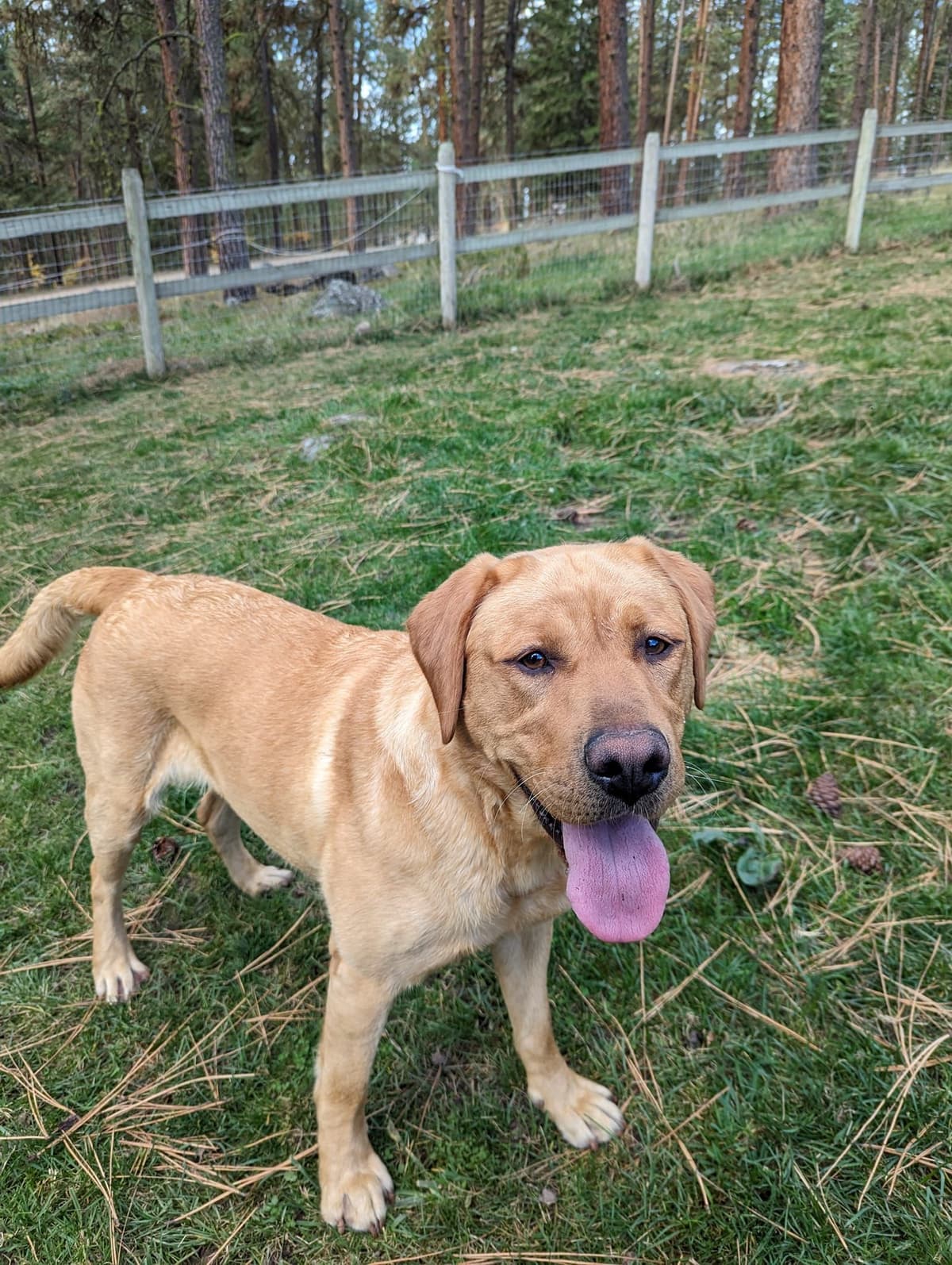 Labrador Retriever Puppies breeder image 16