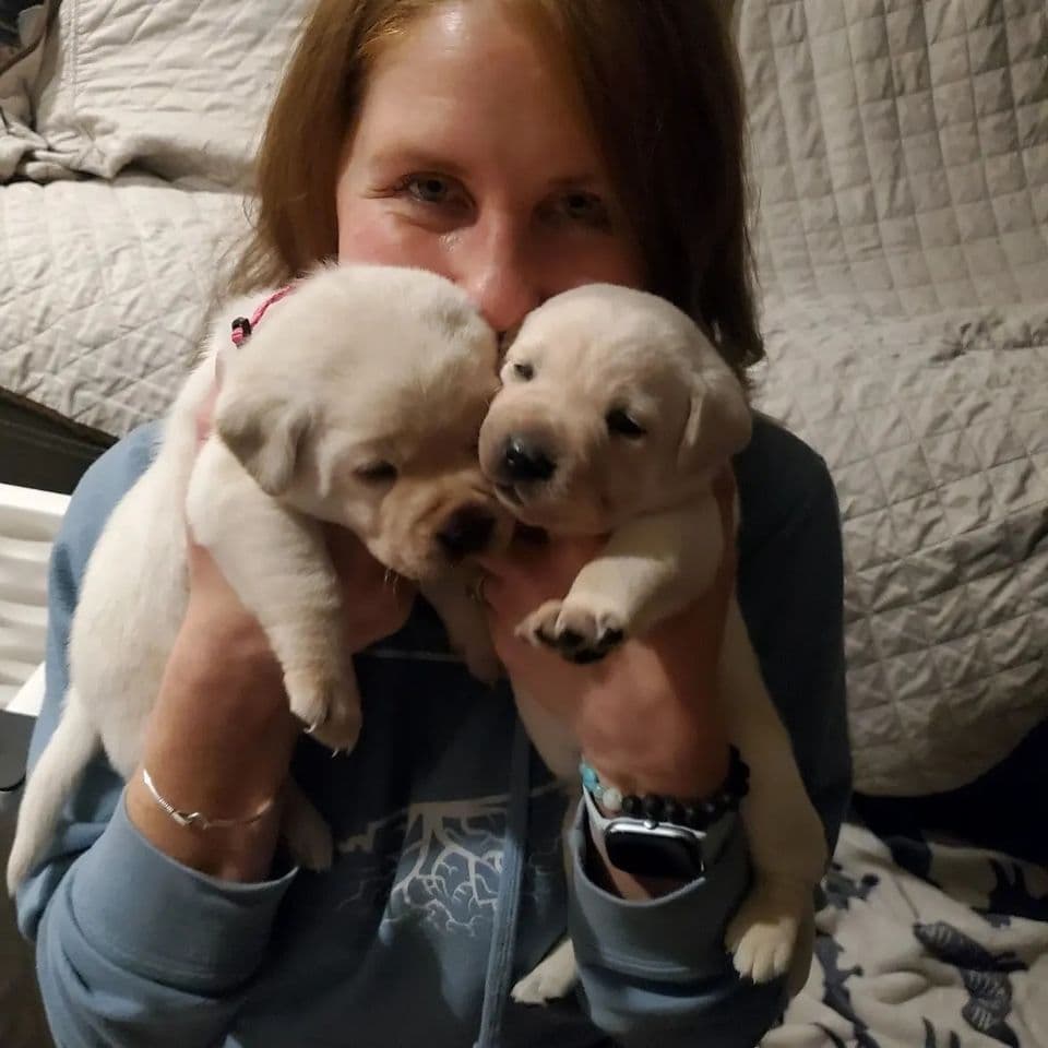 Labrador Retriever Puppies breeder image 17