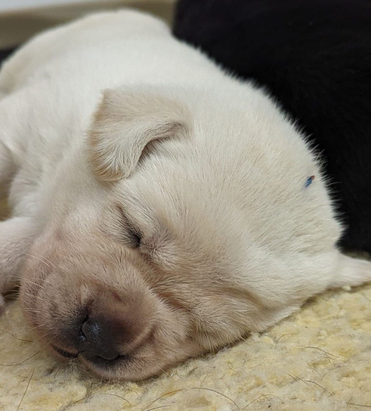 Labrador Retriever Puppies breeder image 18