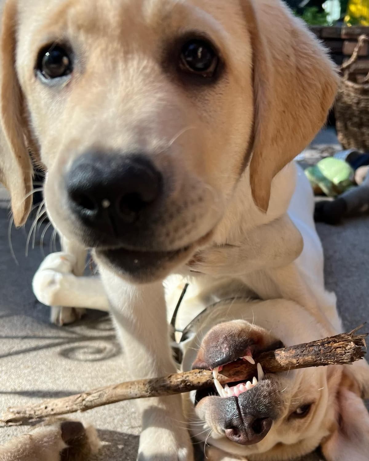 Labrador Retriever Puppies breeder image 19
