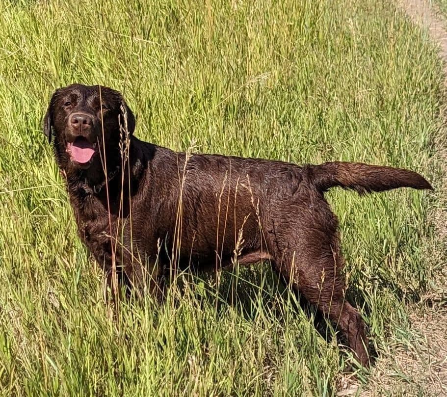 Labrador Retriever Puppies breeder image 20