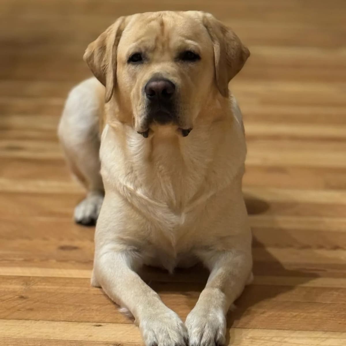 Labrador Retriever Puppies breeder image 25