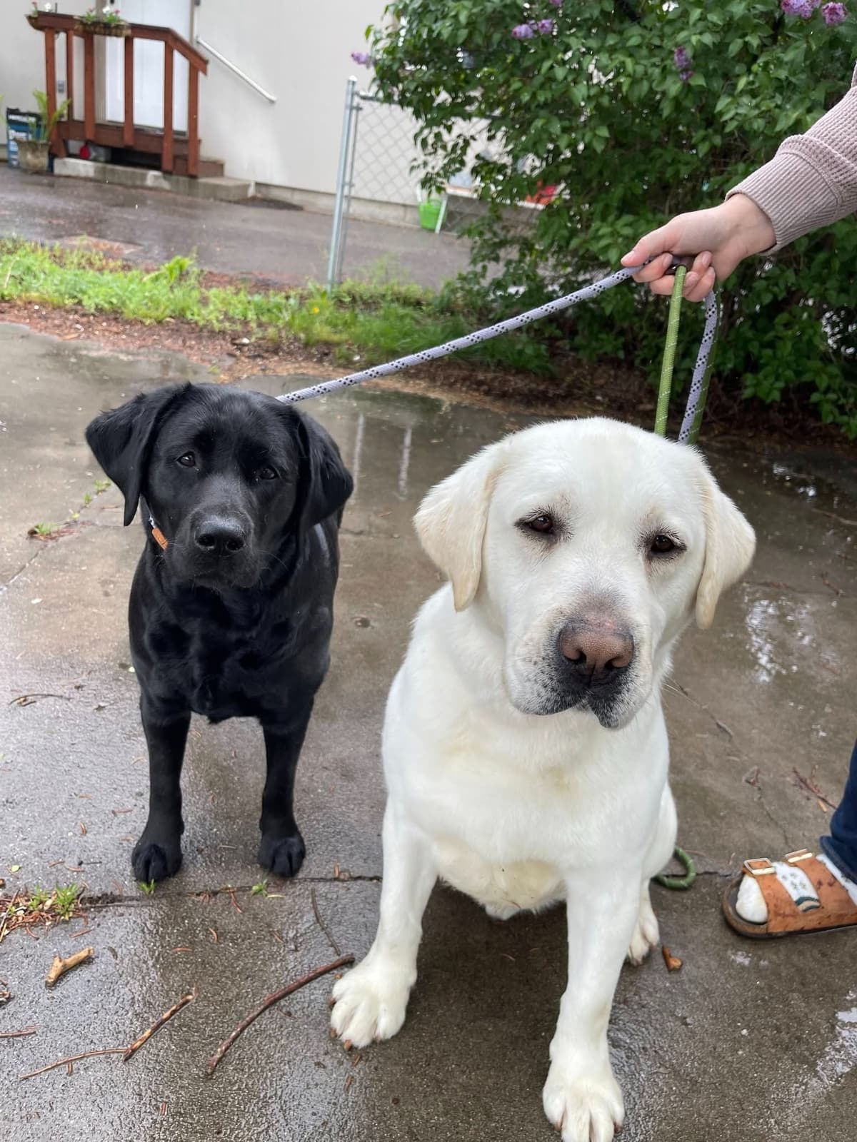 Labrador Retriever Puppies breeder image 28