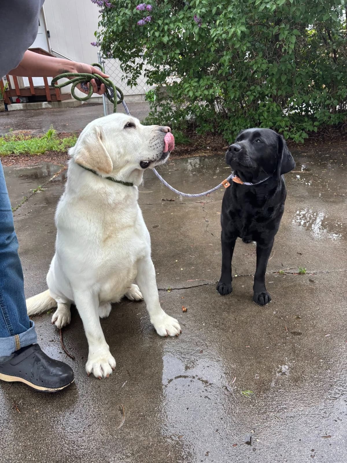 Labrador Retriever Puppies breeder image 30