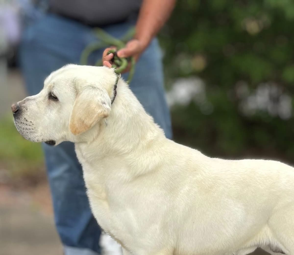 Labrador Retriever Puppies breeder image 29