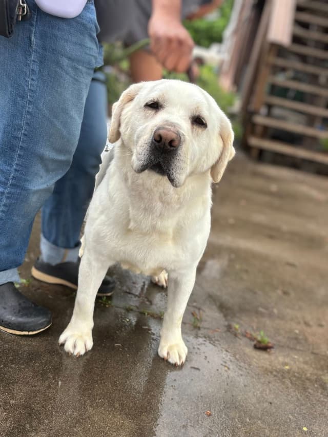 Labrador Retriever Puppies media 2