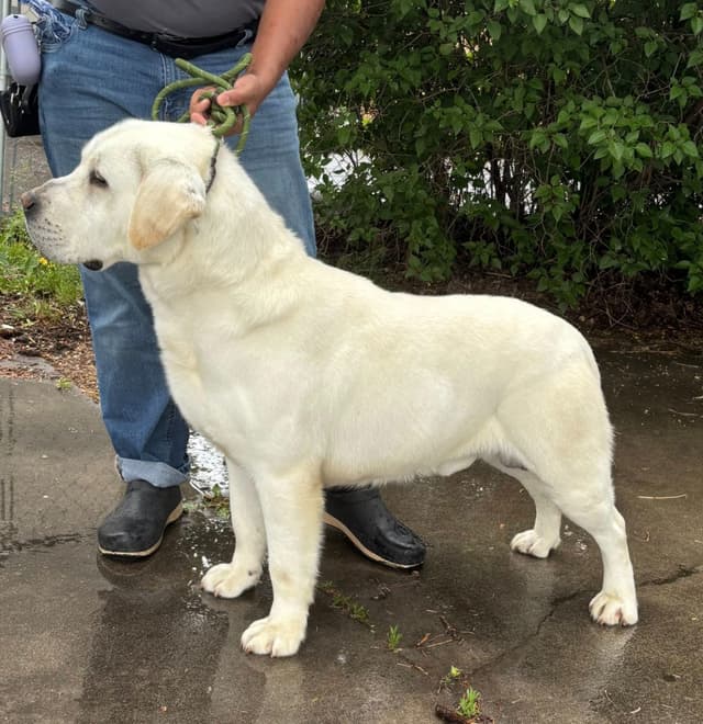 Labrador Retriever Puppies media 4