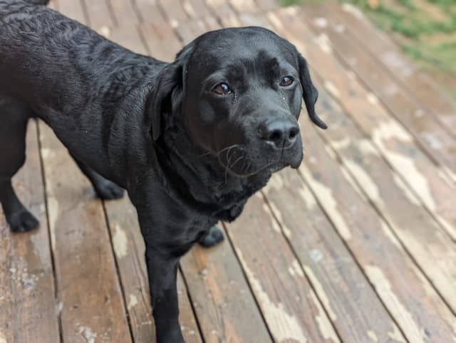 Labrador Retriever Puppies media 6
