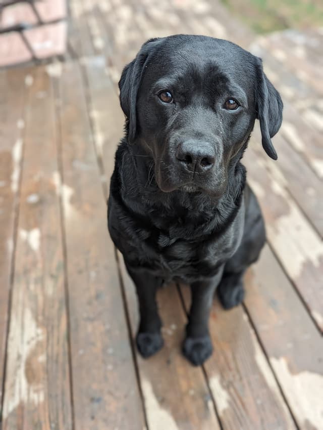 Labrador Retriever Puppies media 7