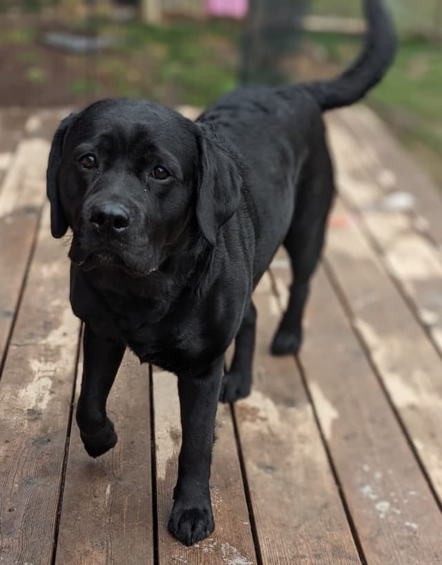 Labrador Retriever Puppies media 9