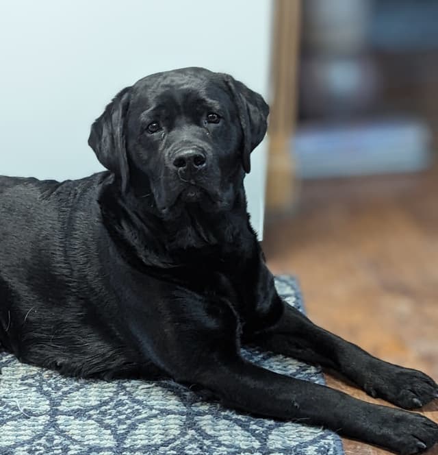 Labrador Retriever Puppies media 11