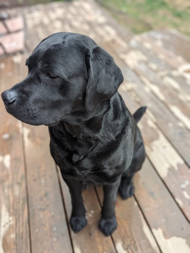 Labrador Retriever Puppies media 10