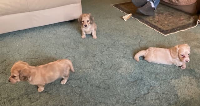 Dachshund Puppies media 2