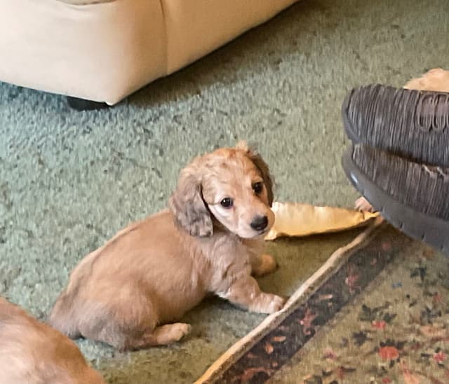 Dachshund Puppies media 3