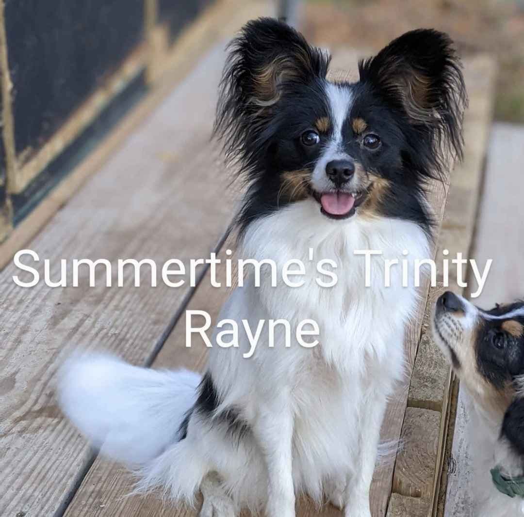 Summertimes Papillons breeder image 1