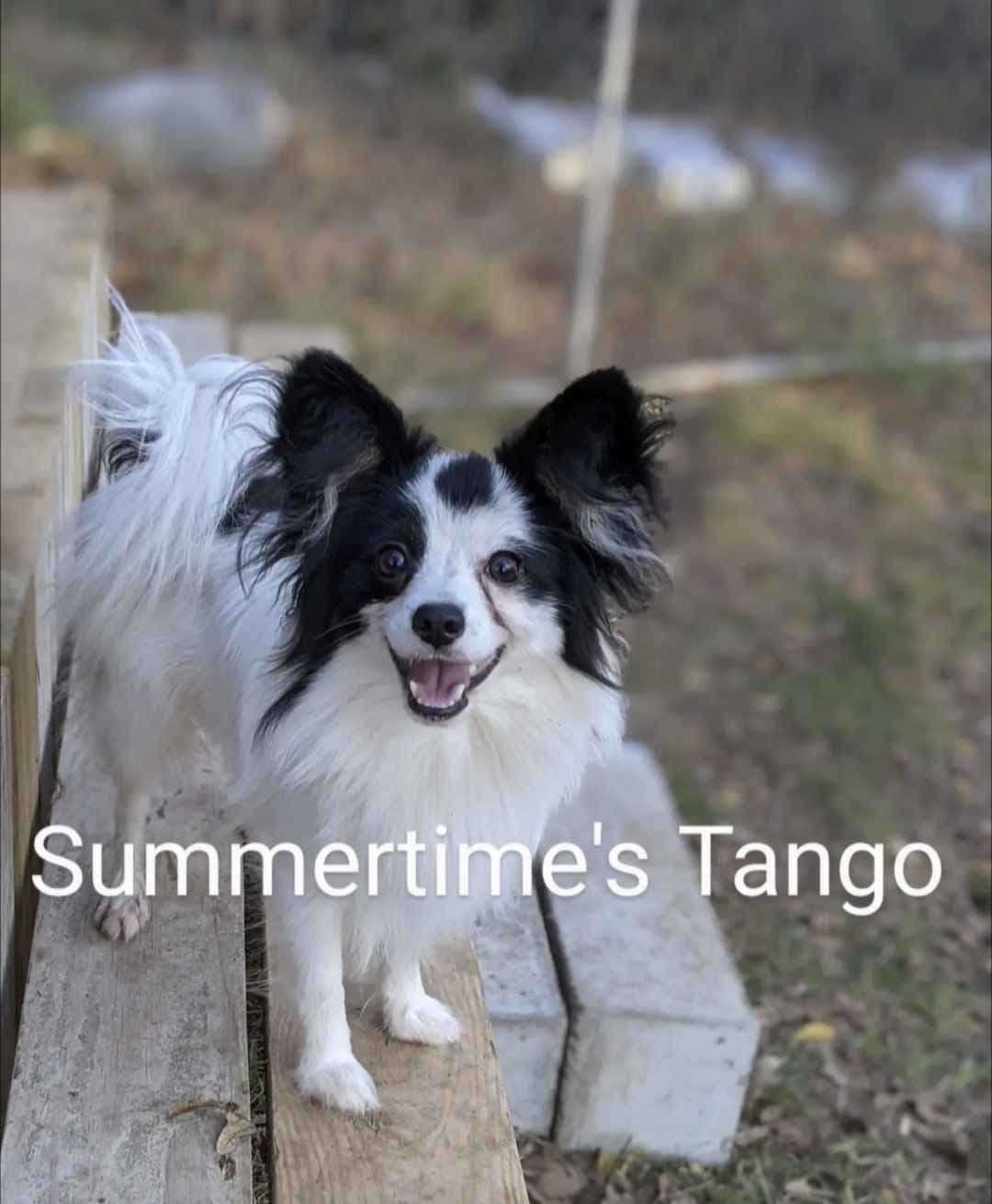 Summertimes Papillons breeder image 4