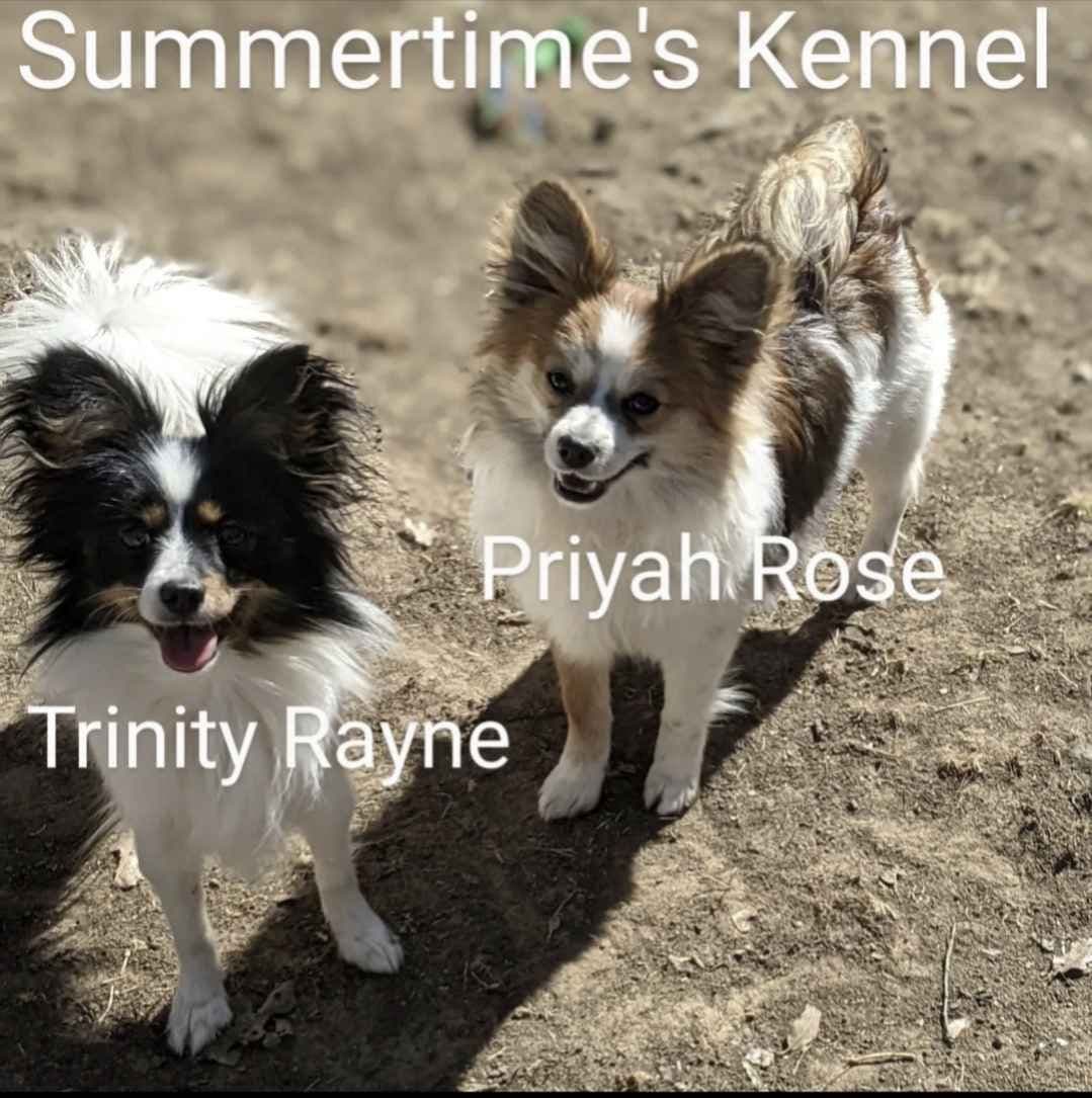 Summertimes Papillons breeder image 6