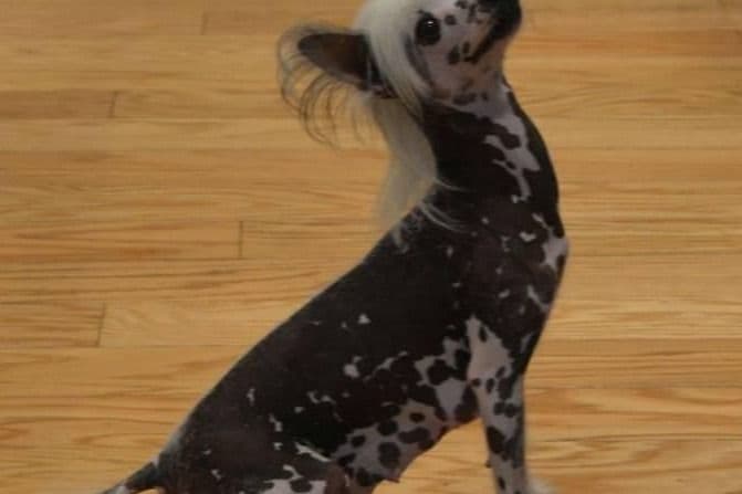 Chinese Crested Puppies breeder image 1