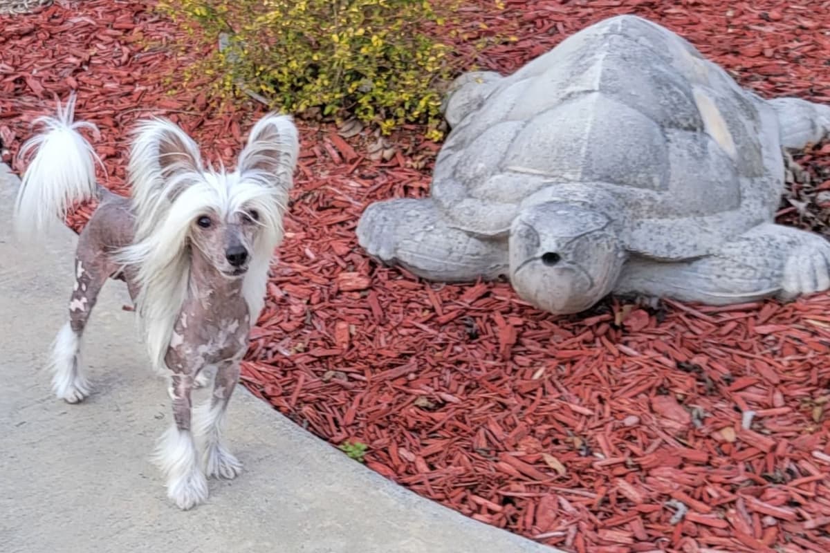Chinese Crested Puppies breeder image 2