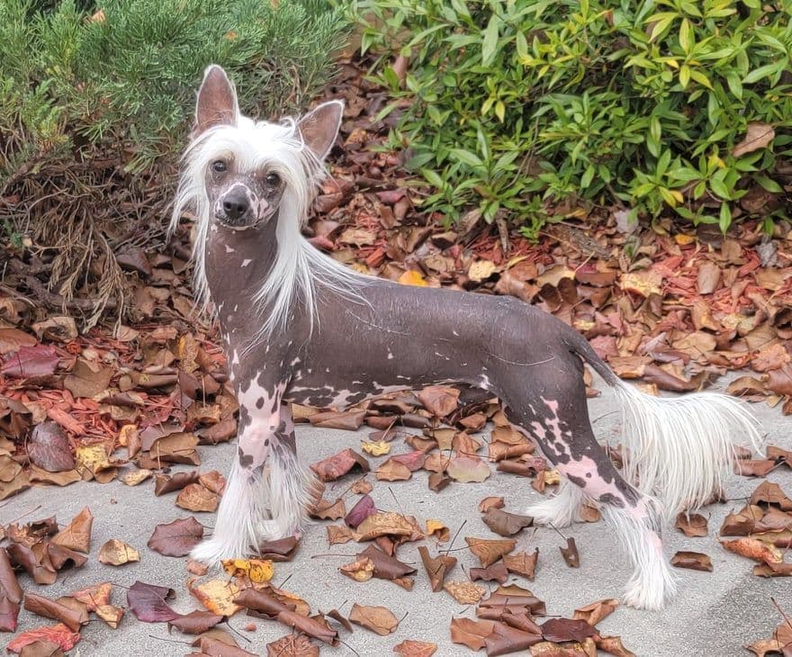 Chinese Crested Puppies breeder image 3