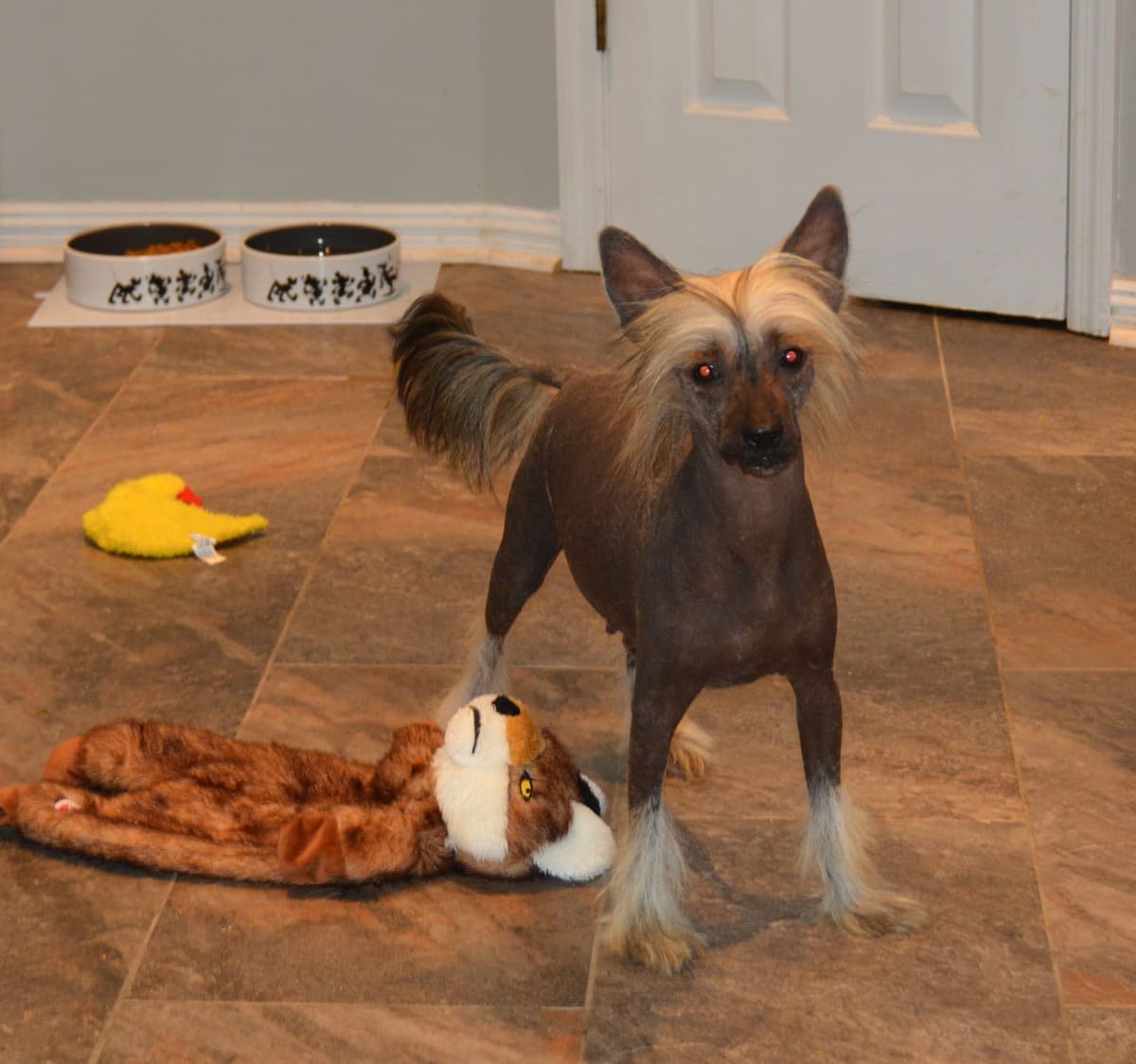 Chinese Crested Puppies breeder image 4