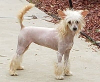 Chinese Crested Puppies breeder image 5