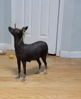 Chinese Crested Puppies breeder image 6