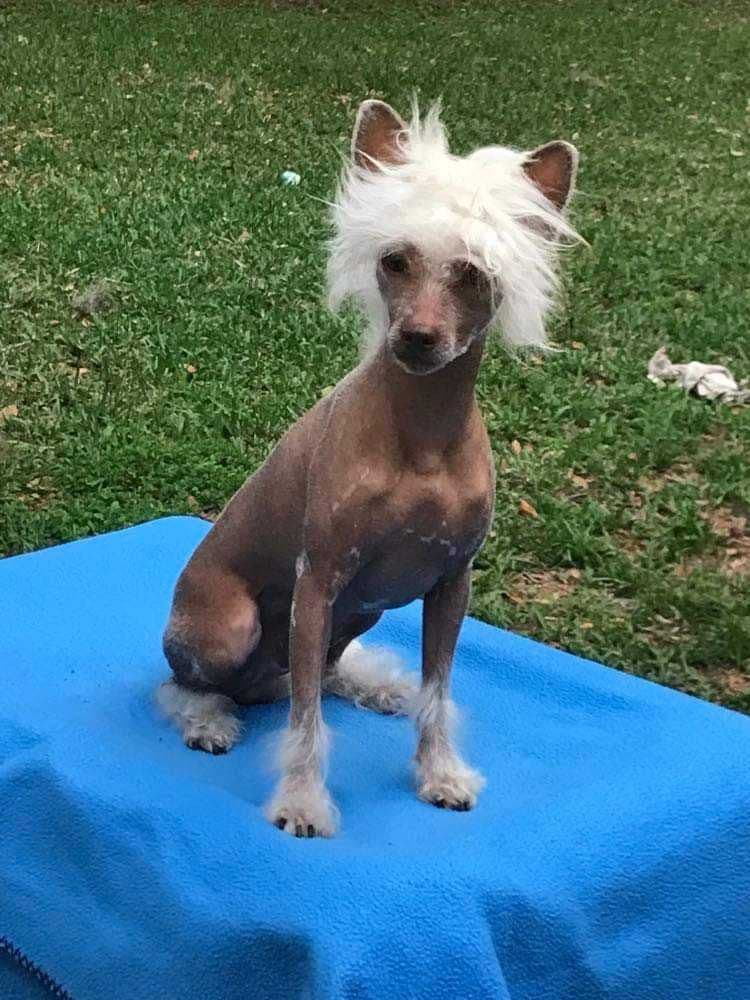 Chinese Crested Puppies breeder image 7