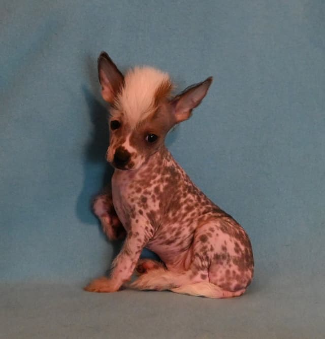 Chinese Crested Puppies media 2