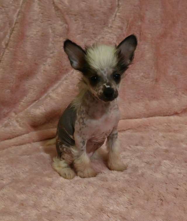 Chinese Crested Puppies media 3