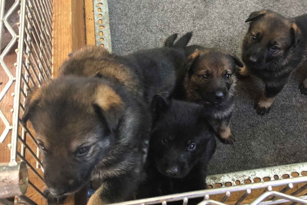 Belgian Malinois Puppies breeder image 3