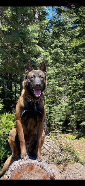 Belgian Malinois Puppies media 2