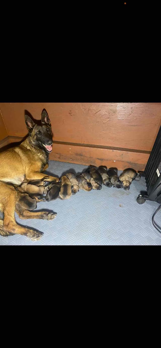 Belgian Malinois Puppies media 3