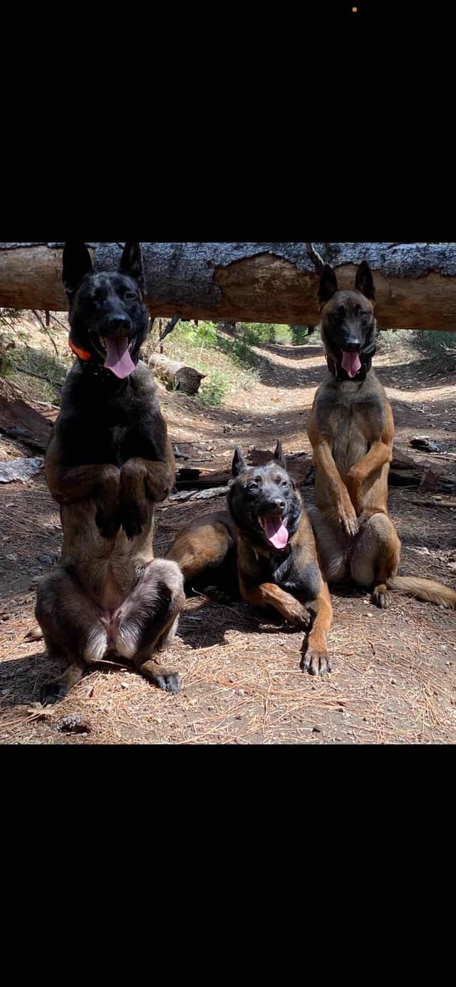 Belgian Malinois Puppies media 4