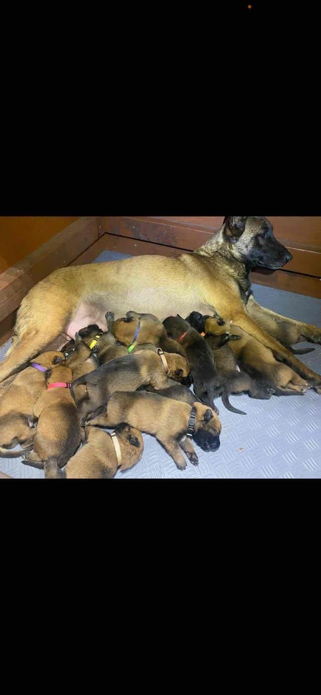 Belgian Malinois Puppies media 5