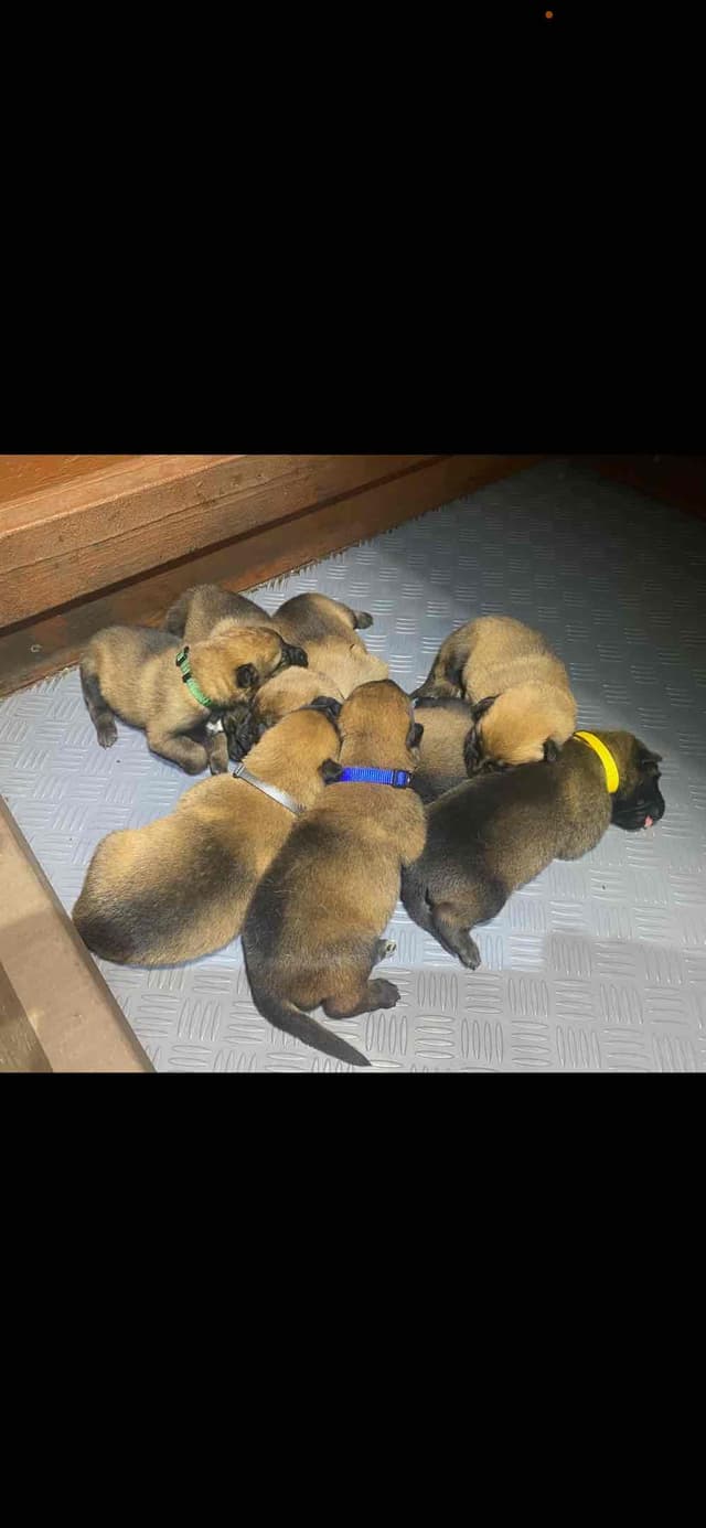 Belgian Malinois Puppies media 6