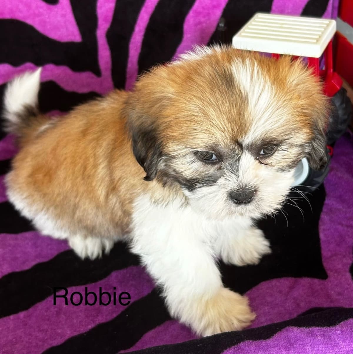 Bichon Frise Puppies breeder image 3