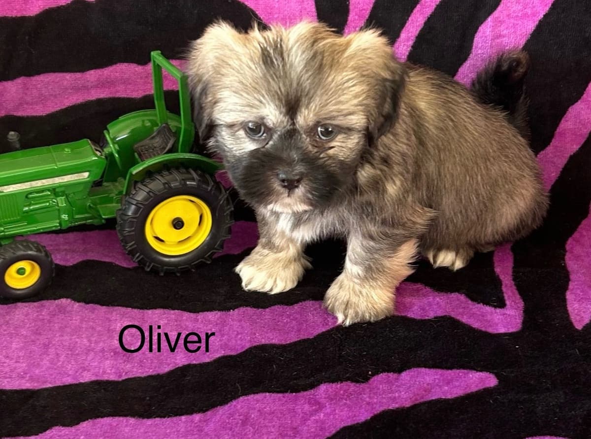 Bichon Frise Puppies breeder image 4