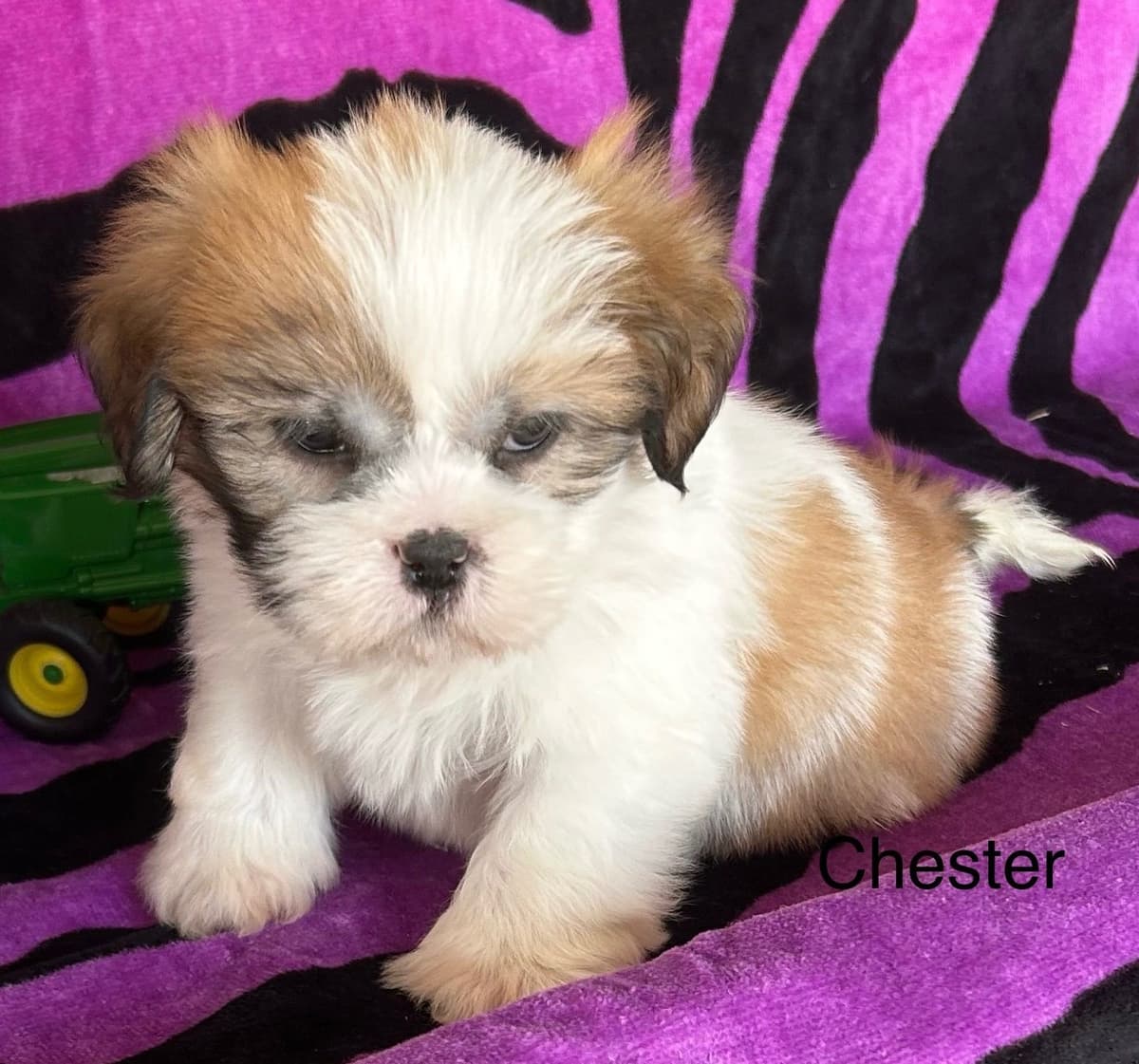 Bichon Frise Puppies breeder image 6