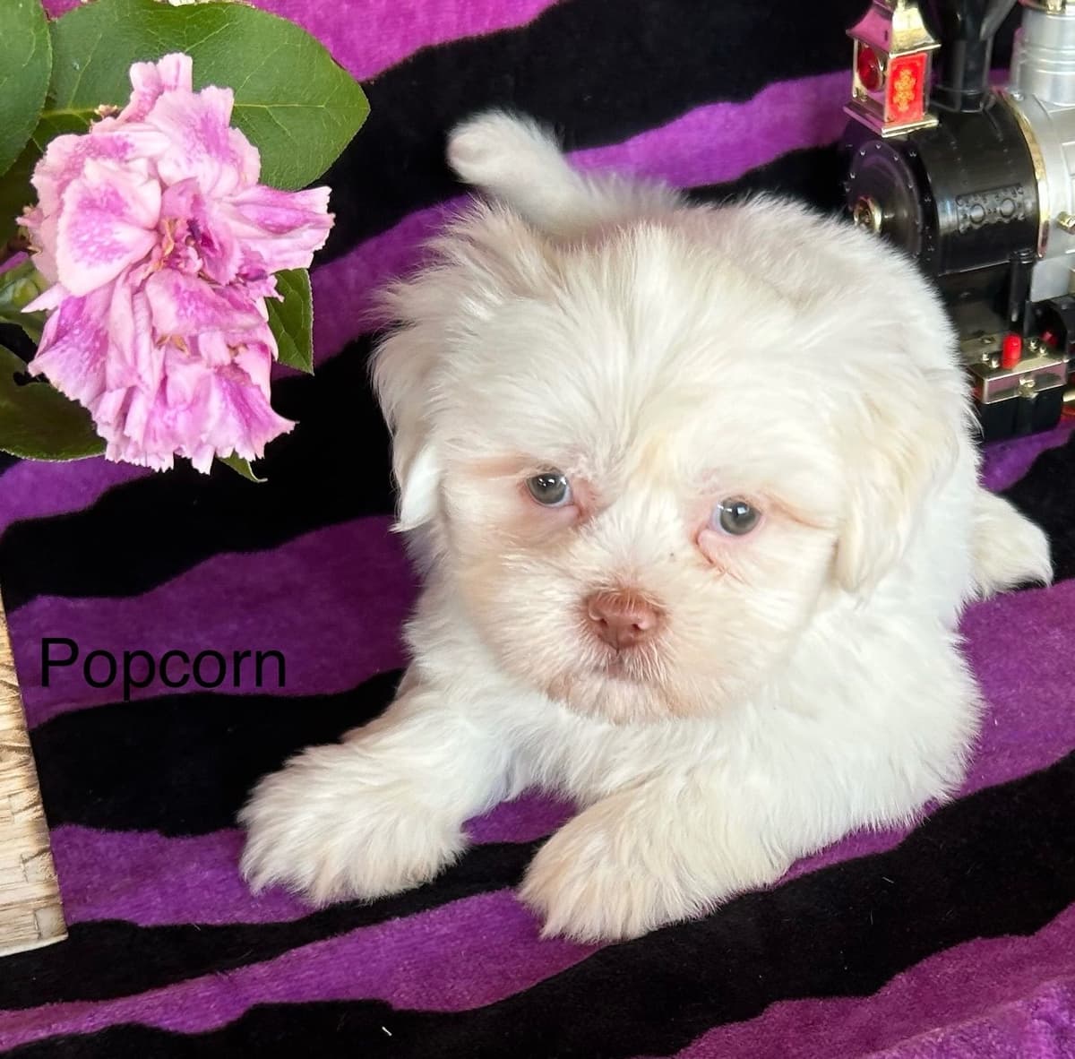 Bichon Frise Puppies breeder image 5
