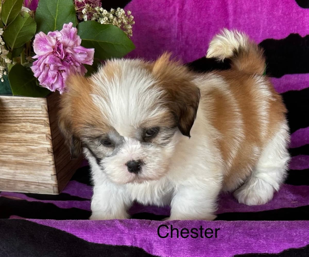 Bichon Frise Puppies breeder image 7
