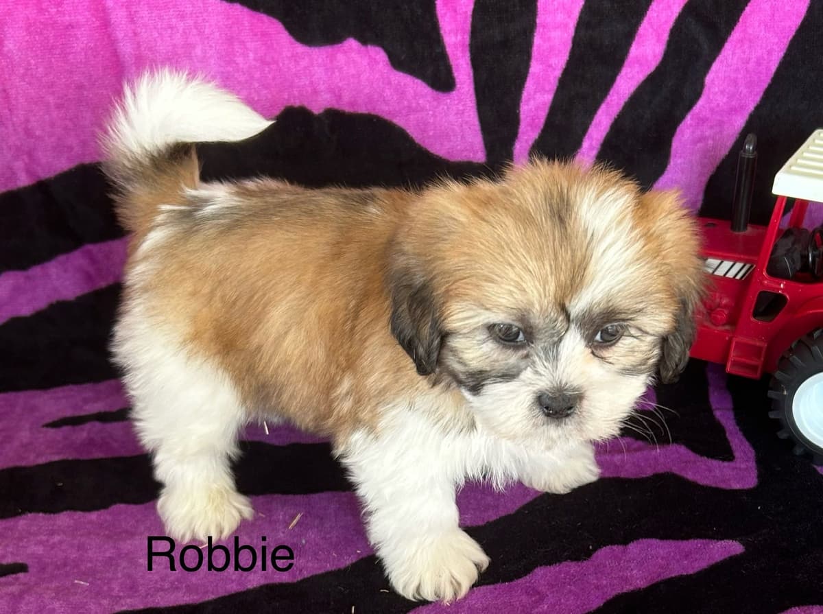 Bichon Frise Puppies breeder image 8