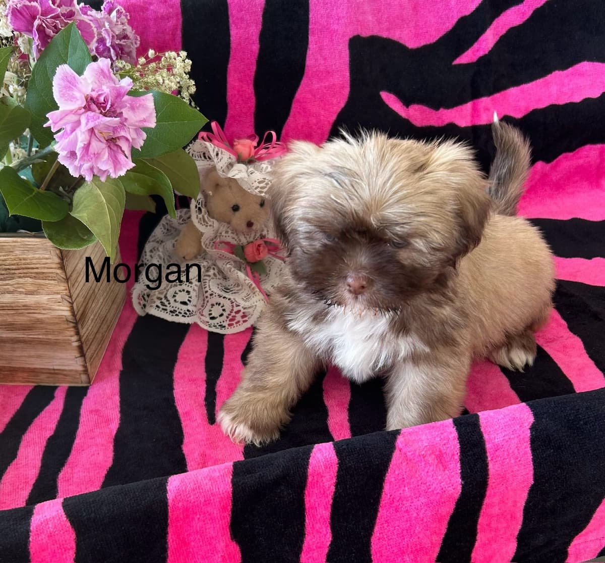 Bichon Frise Puppies breeder image 11