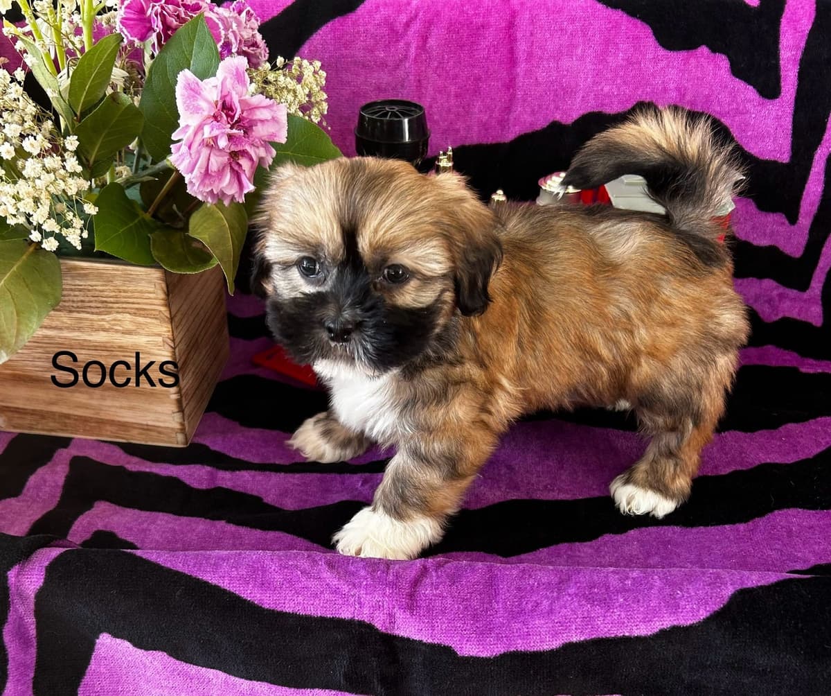 Bichon Frise Puppies breeder image 12