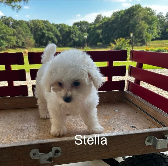 Bichon Frise Puppies media 2