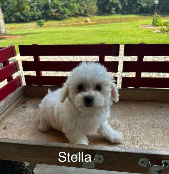 Bichon Frise Puppies media 3