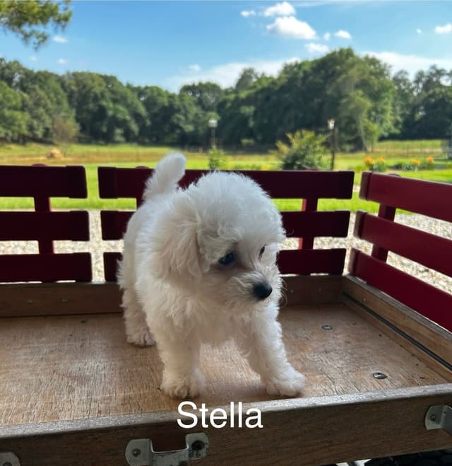 Bichon Frise Puppies media 4